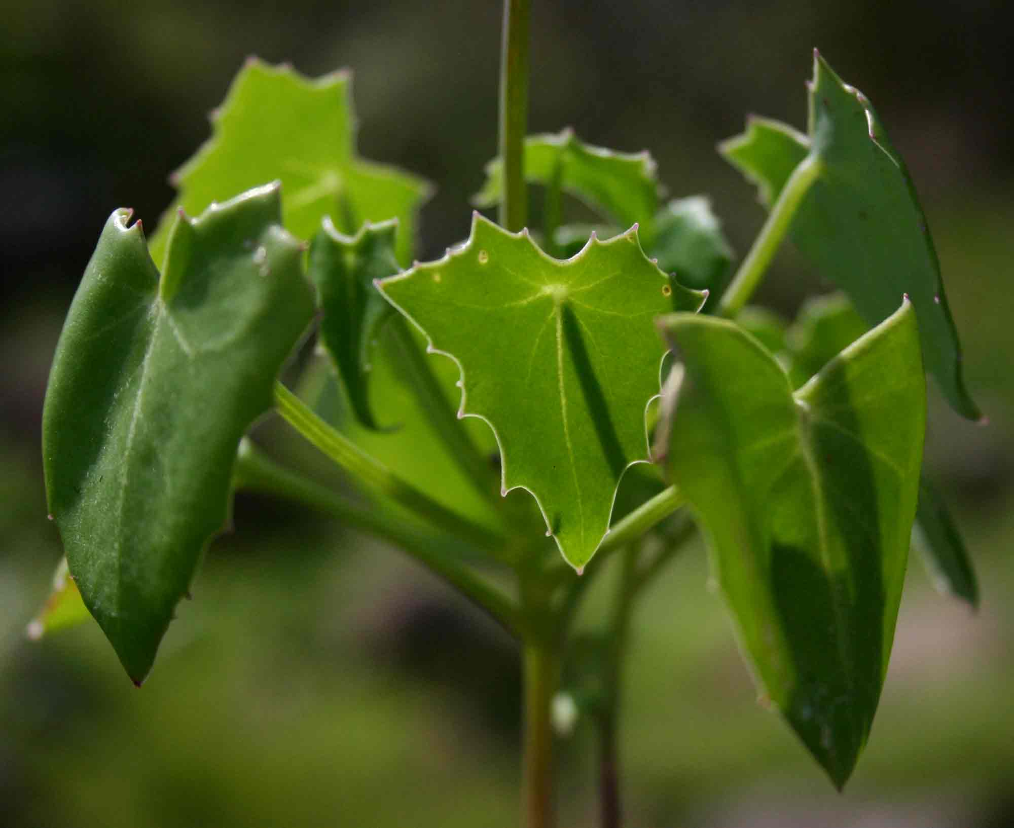 Senecio oxyriifolius Senecio oxyriifolius