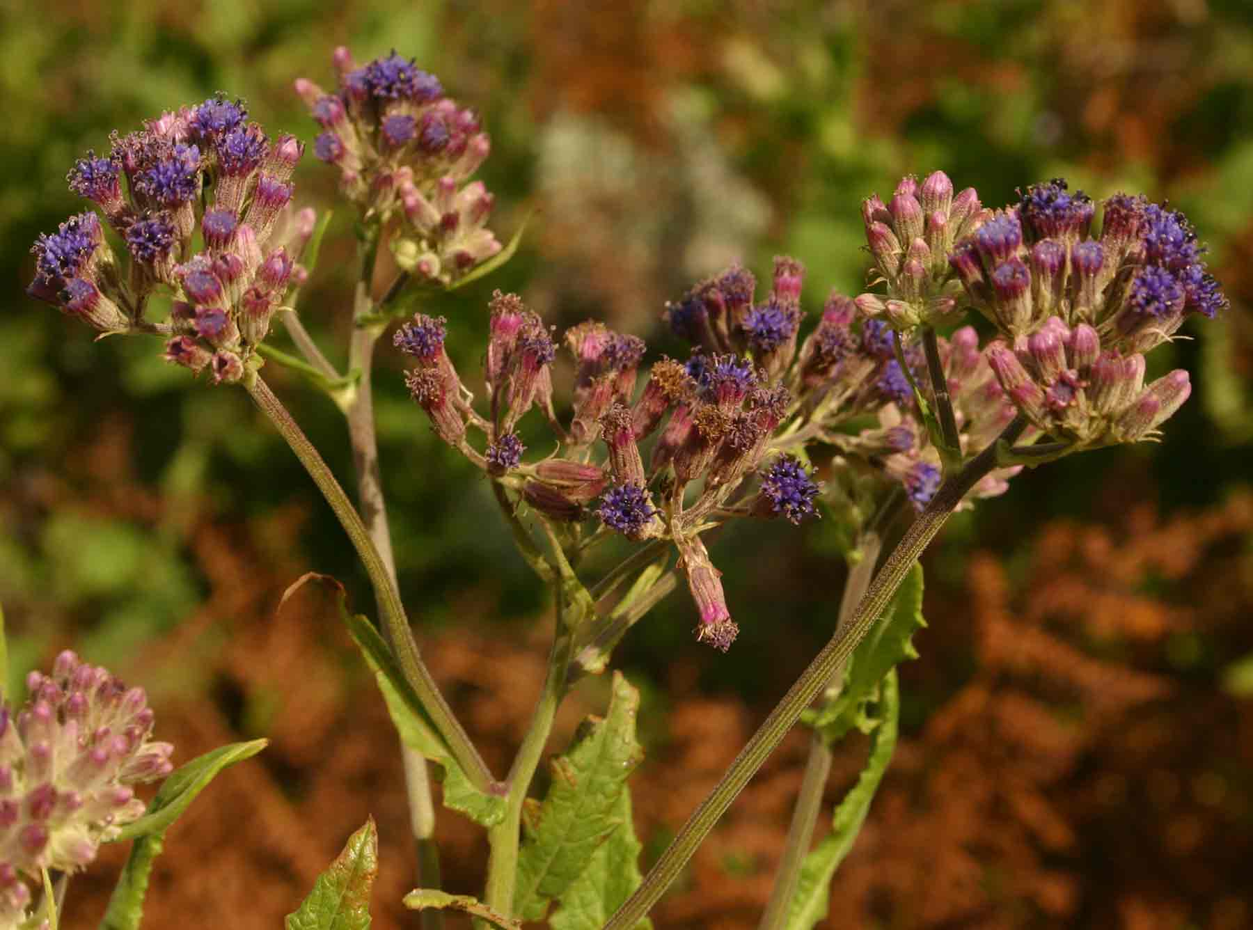 Senecio purpureus Senecio purpureus