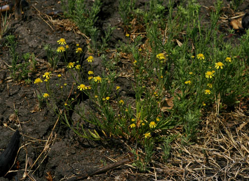Senecio randii