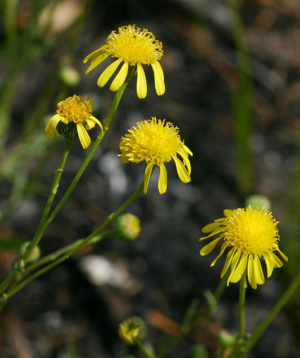 Senecio randii