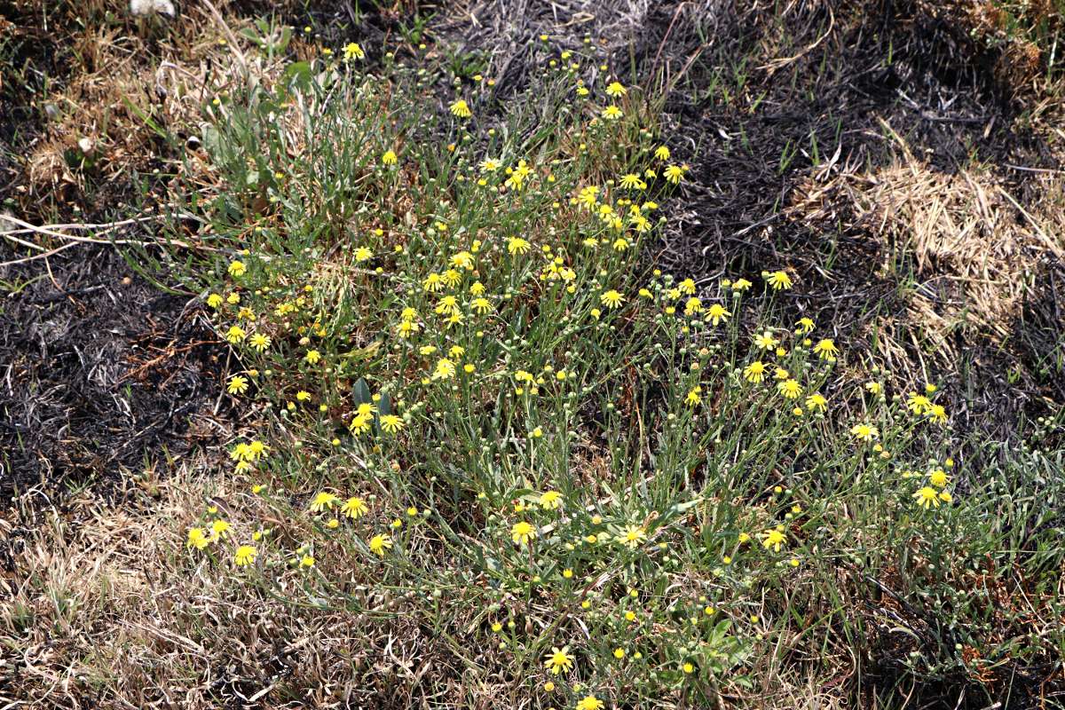 Senecio randii Senecio randii