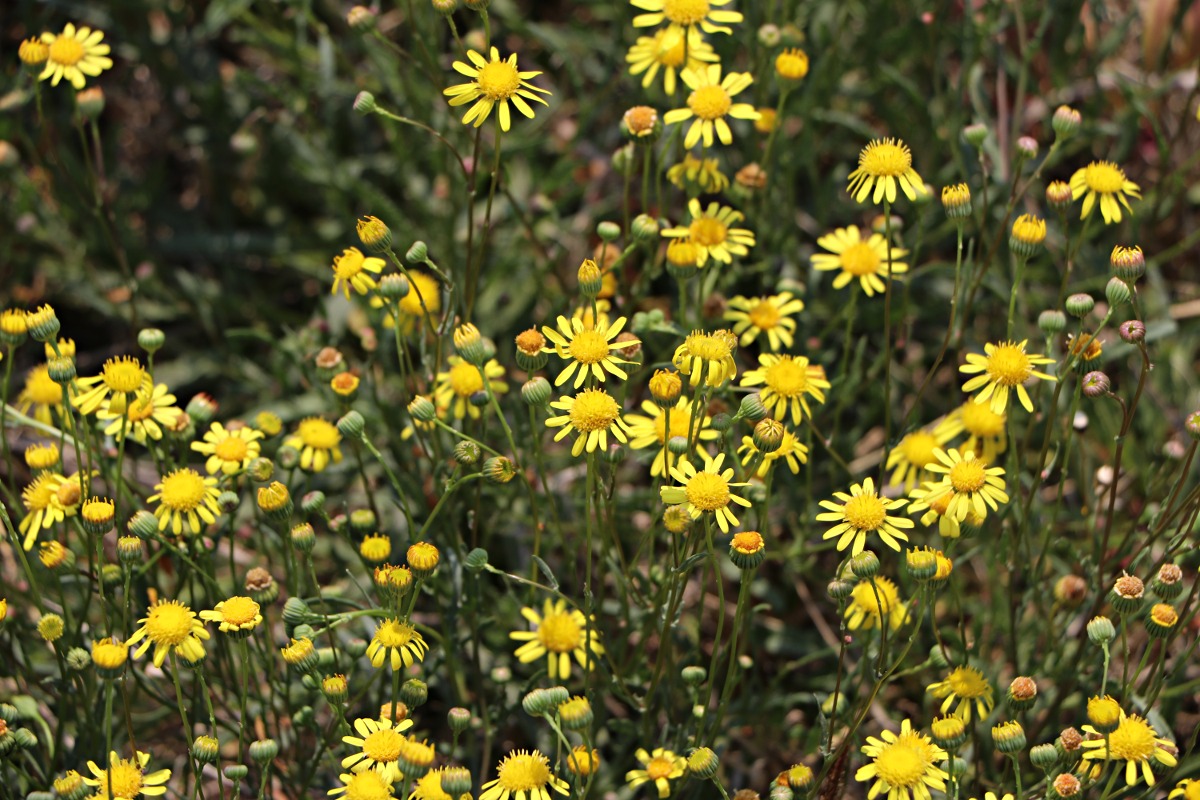 Senecio randii Senecio randii