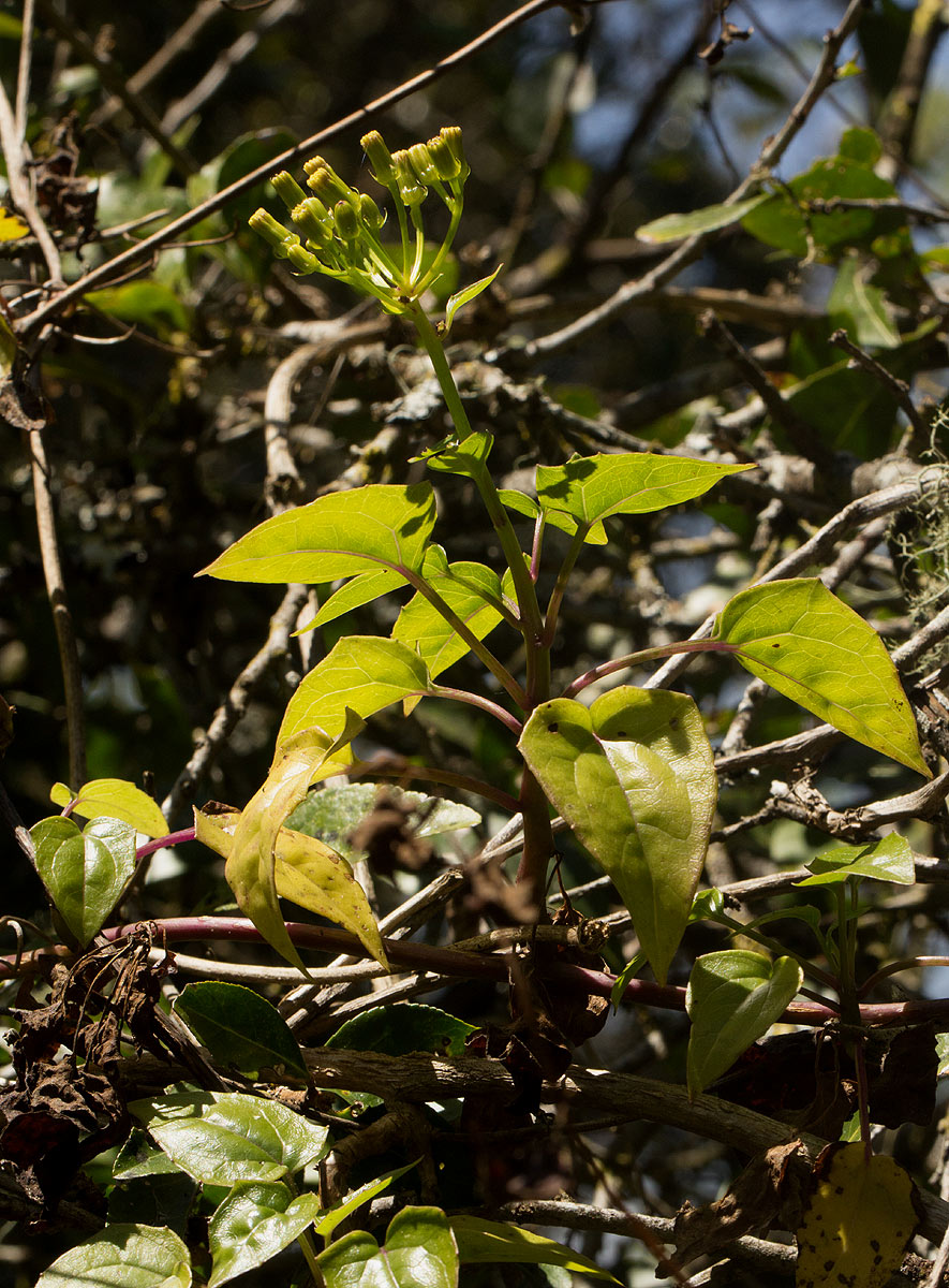 Senecio syringifolius Senecio syringifolius