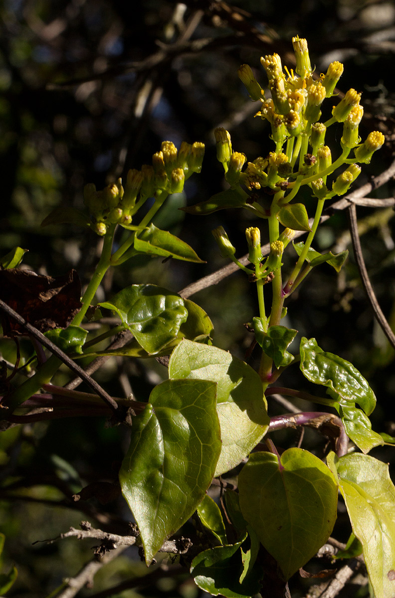Senecio syringifolius Senecio syringifolius