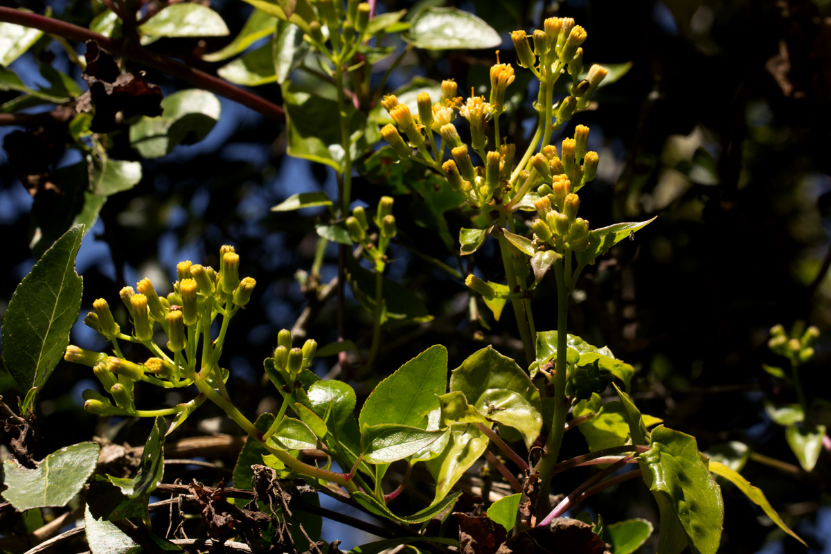 Senecio syringifolius