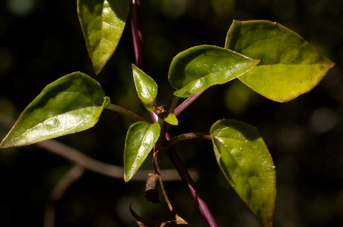 Senecio syringifolius
