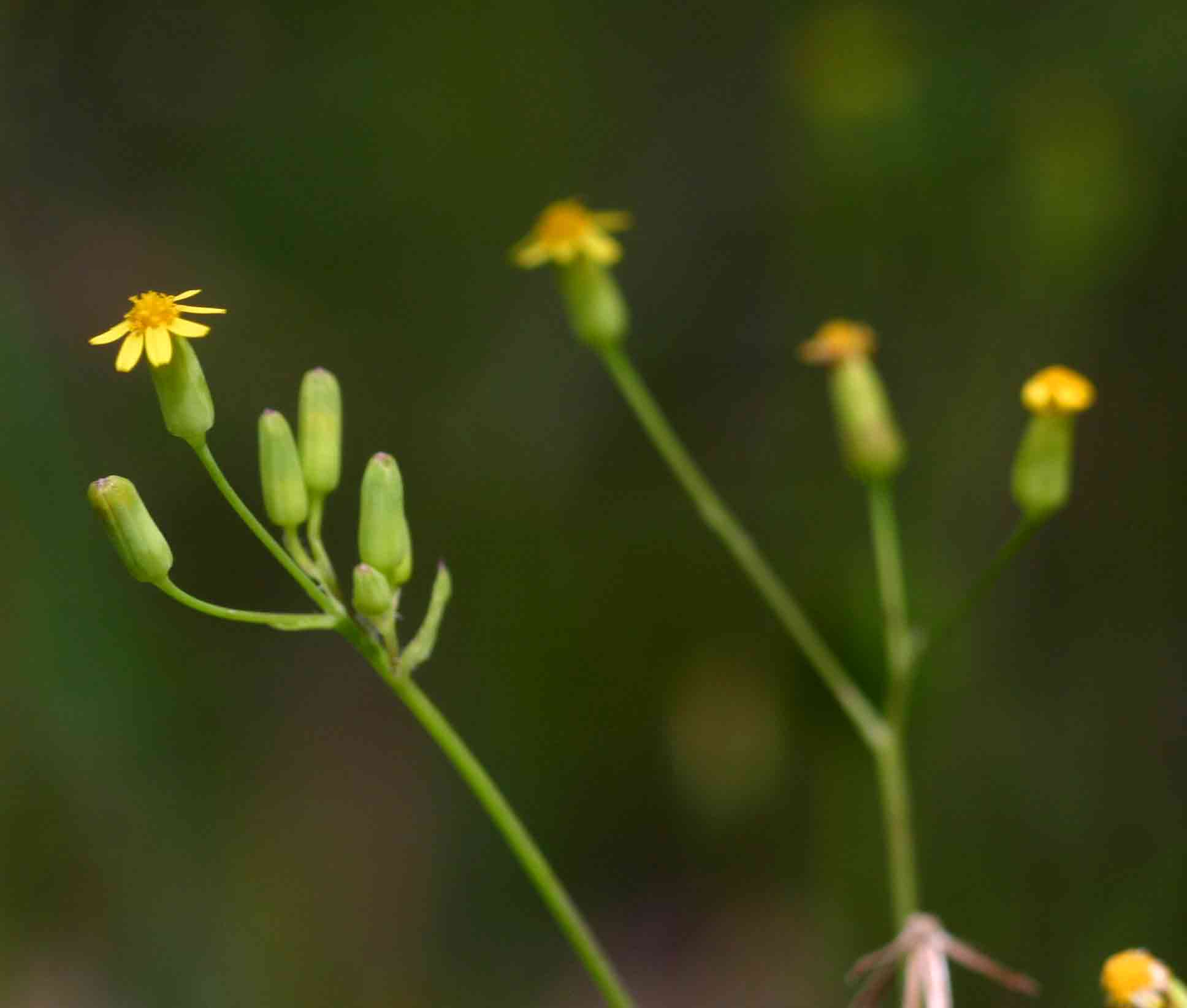 Emilia abyssinica var. abyssinica