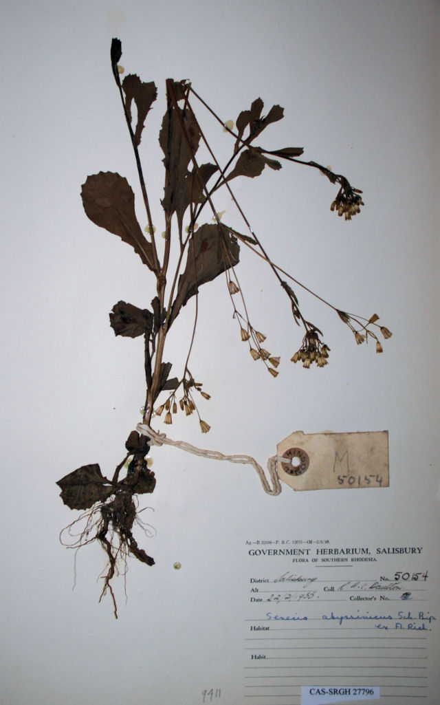 Emilia abyssinica var. abyssinica