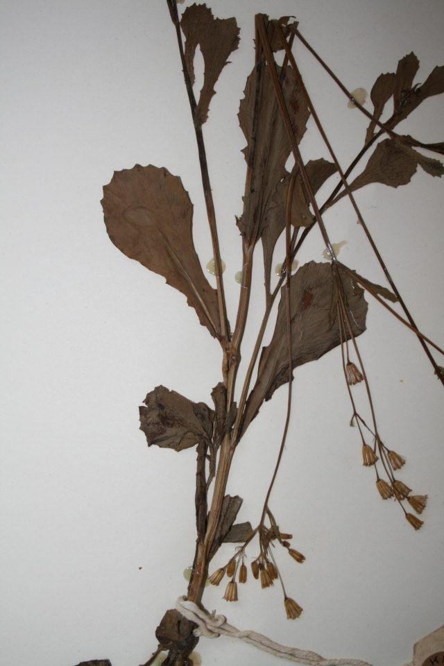 Emilia abyssinica var. abyssinica