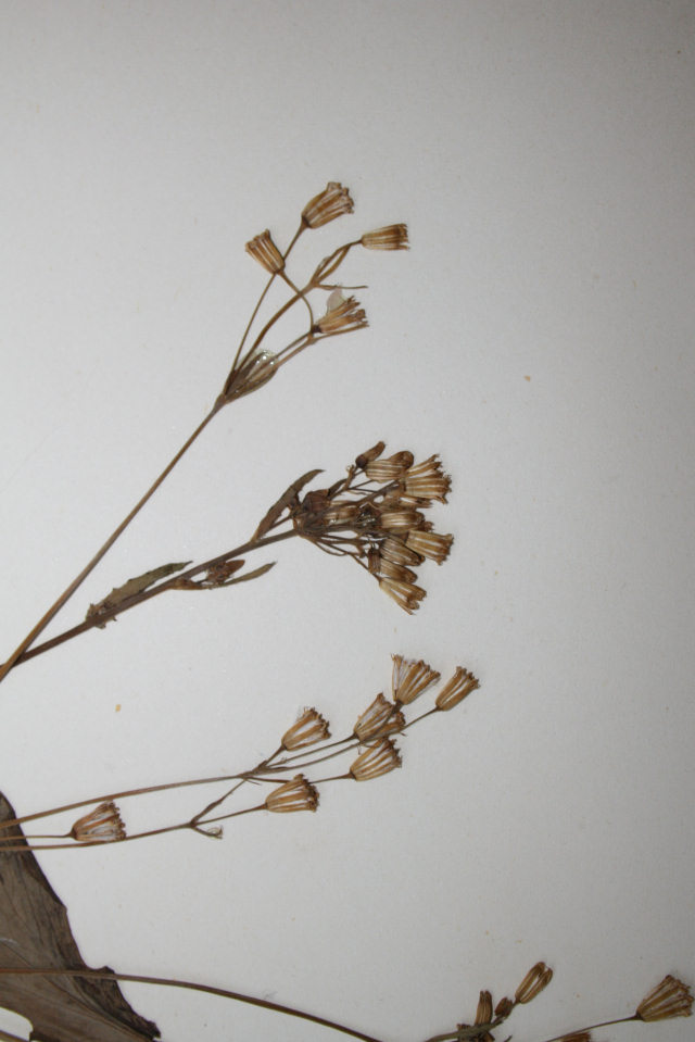 Emilia abyssinica var. abyssinica