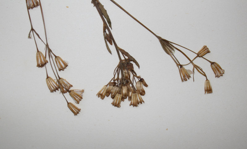 Emilia abyssinica var. abyssinica