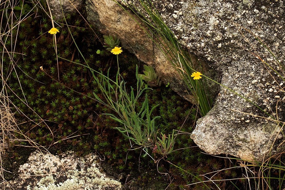 Emilia brachycephala Emilia brachycephala