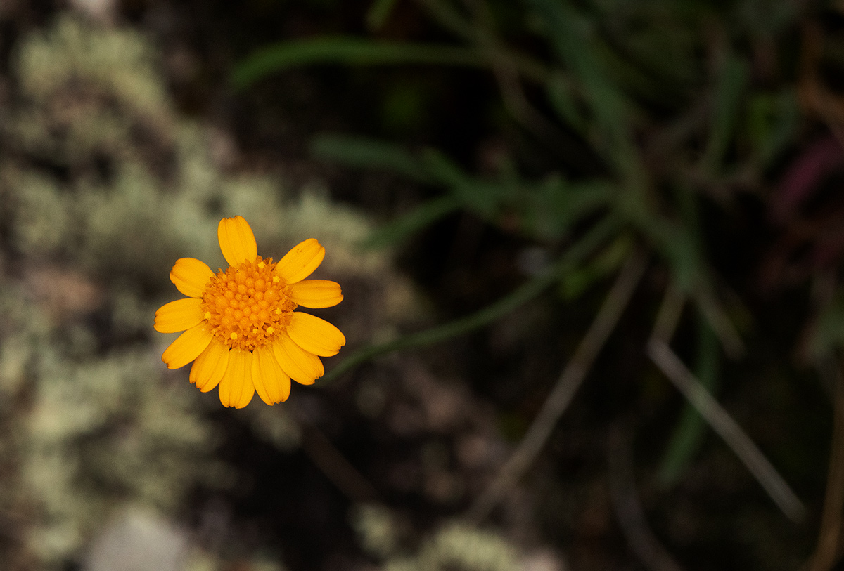 Emilia brachycephala