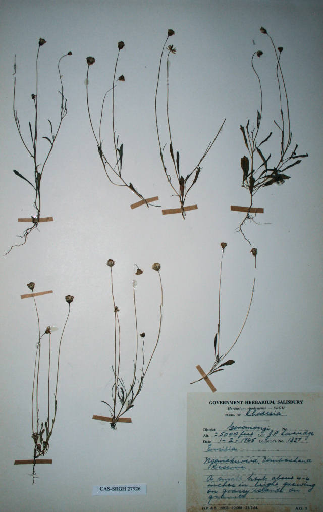 Emilia brachycephala