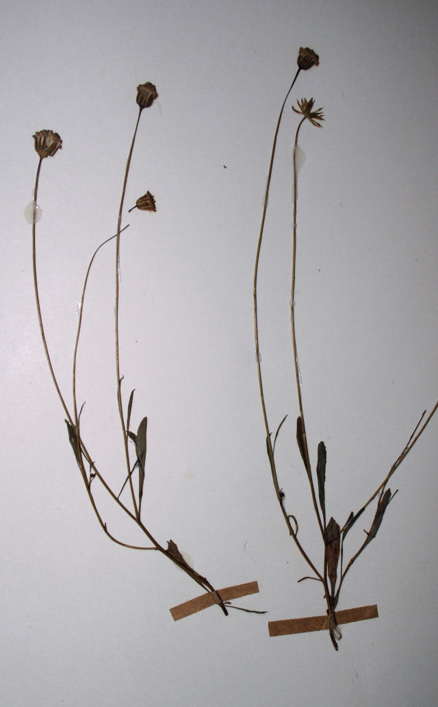 Emilia brachycephala