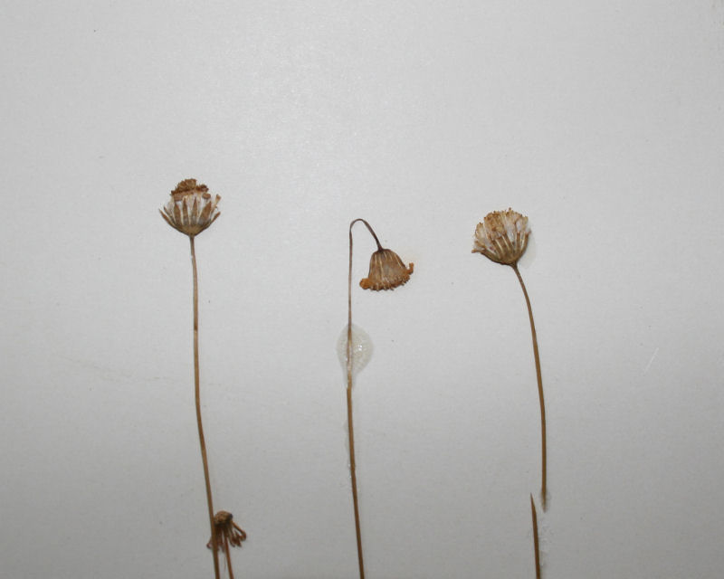 Emilia brachycephala