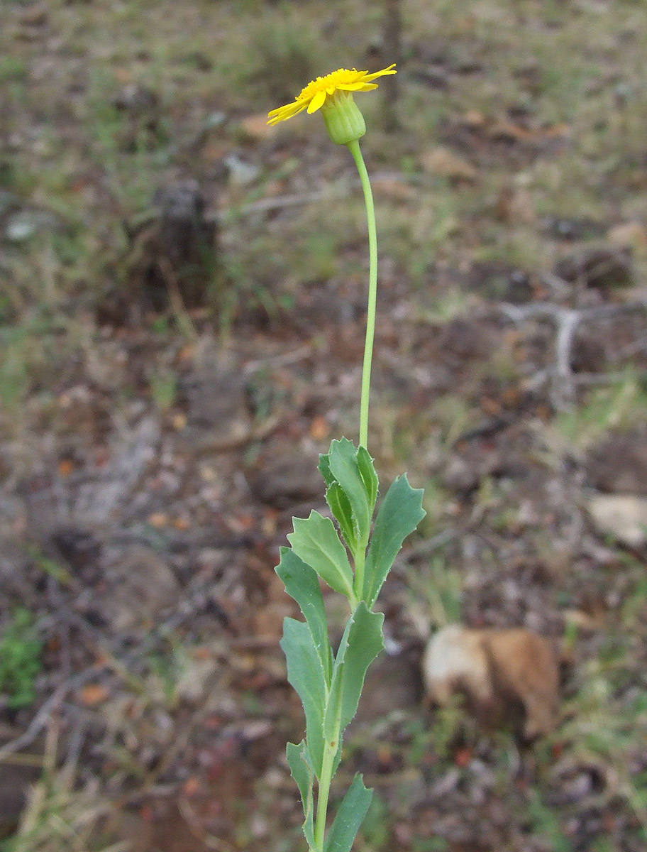 Emilia discifolia Emilia discifolia