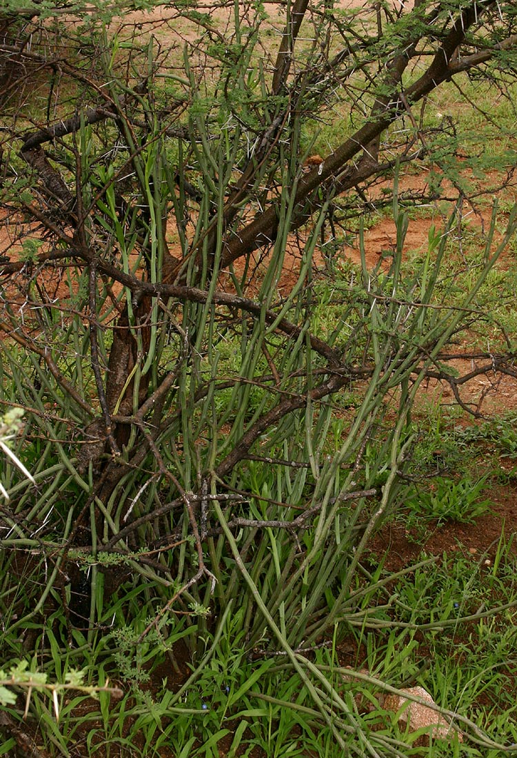 Kleinia longiflora Kleinia longiflora
