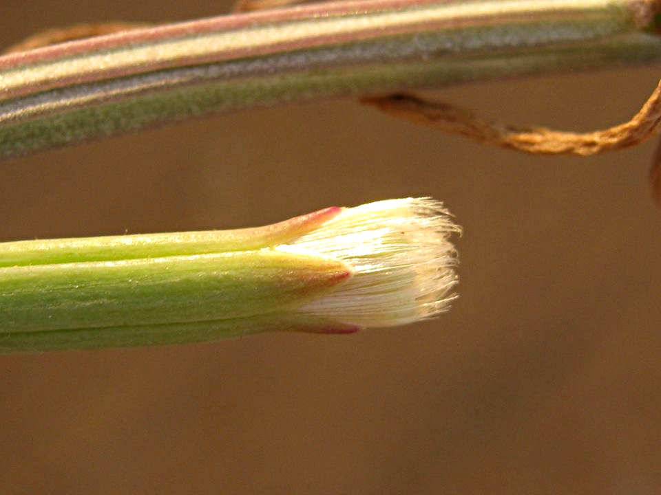 Kleinia longiflora Kleinia longiflora