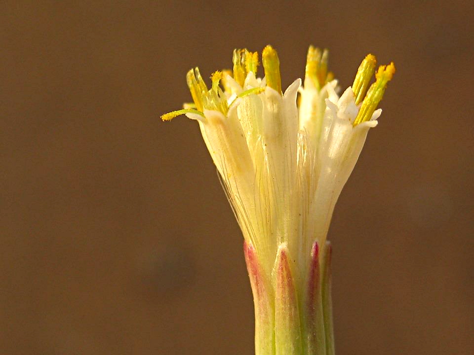 Kleinia longiflora Kleinia longiflora