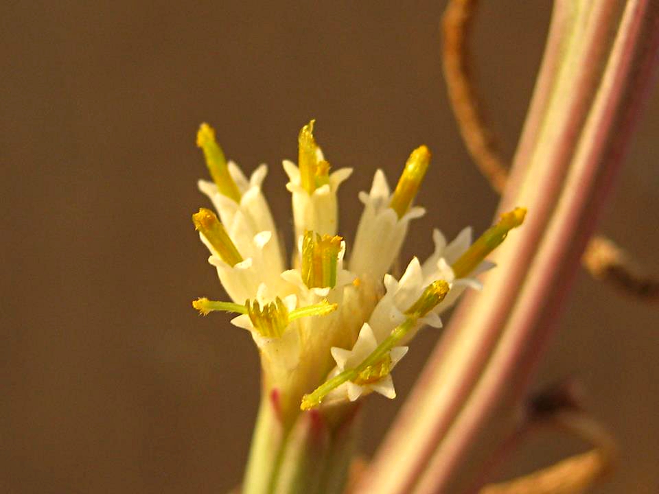 Kleinia longiflora Kleinia longiflora