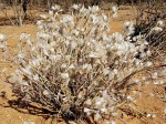 Kleinia longiflora
