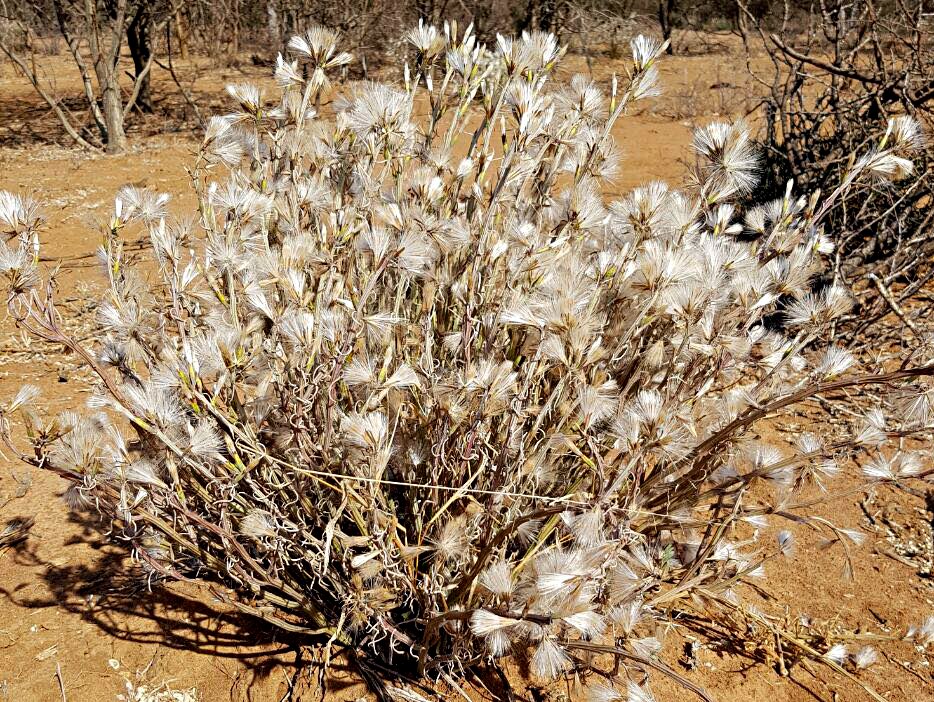 Kleinia longiflora Kleinia longiflora