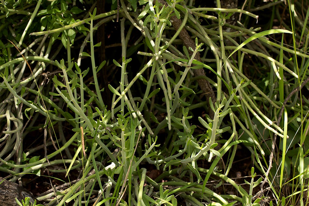 Kleinia longiflora Kleinia longiflora