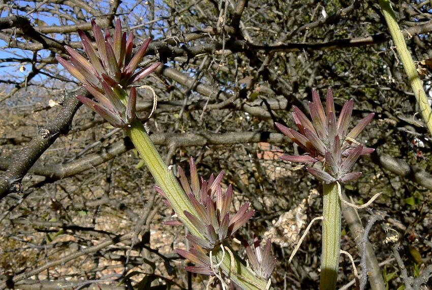 Kleinia longiflora Kleinia longiflora