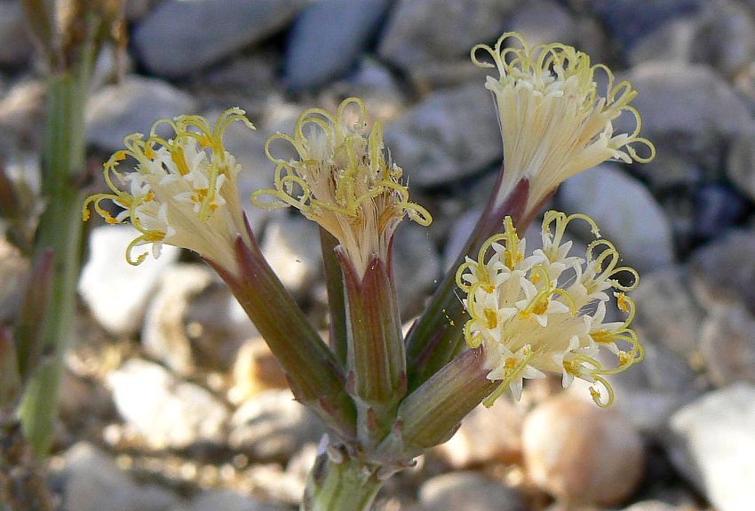 Kleinia longiflora Kleinia longiflora