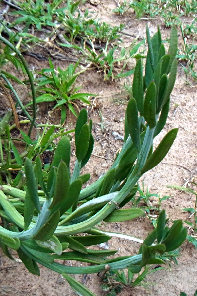 Kleinia longiflora