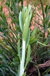 Kleinia longiflora