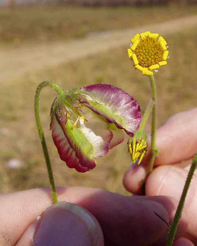 Osteospermum monocephalum