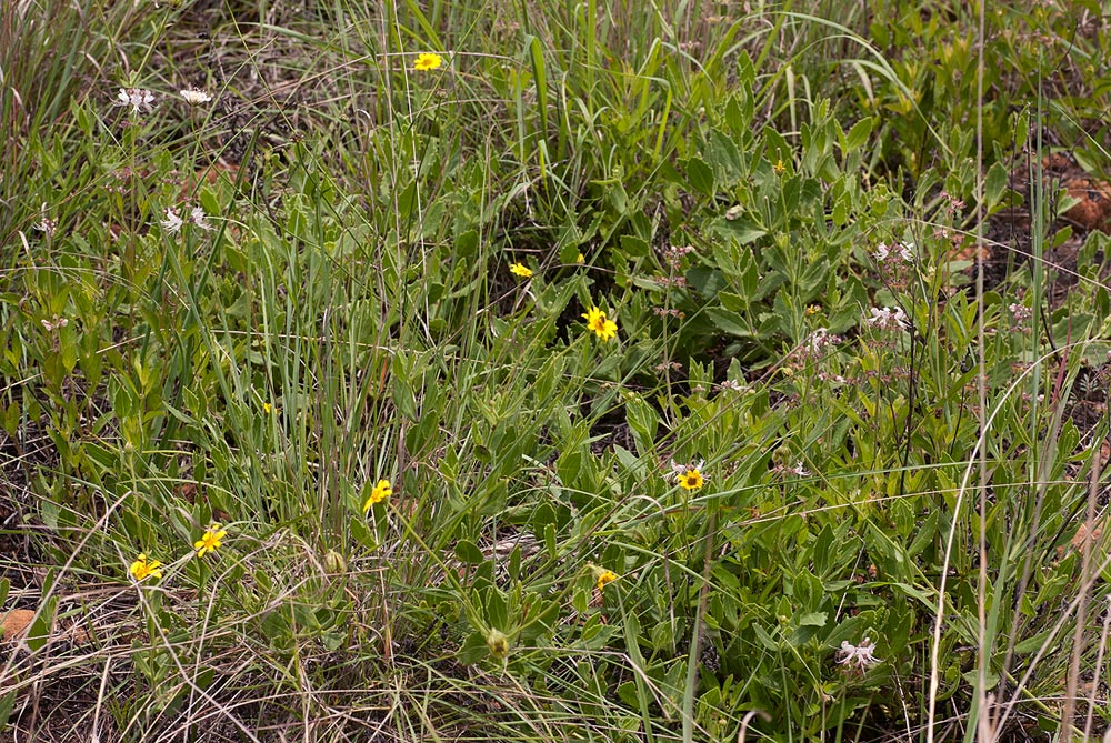 Osteospermum monocephalum