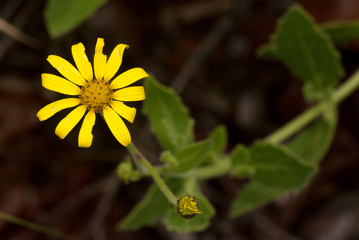 Osteospermum monocephalum