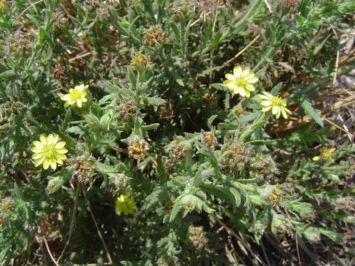 Osteospermum muricatum subsp. muricatum Osteospermum muricatum subsp. muricatum