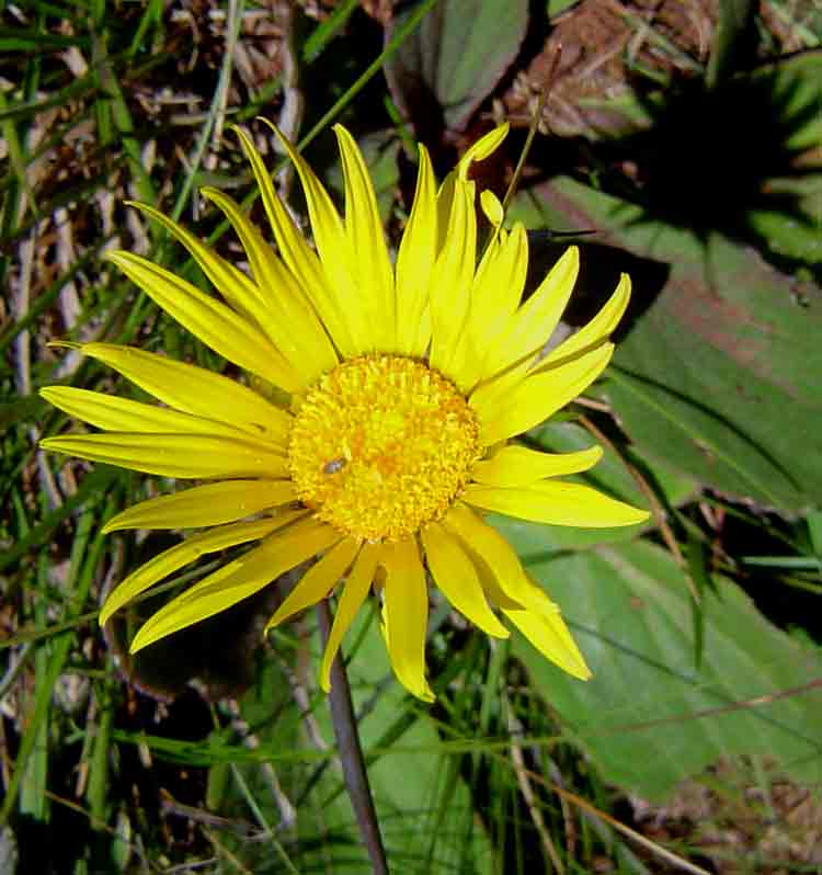 Haplocarpha scaposa Haplocarpha scaposa