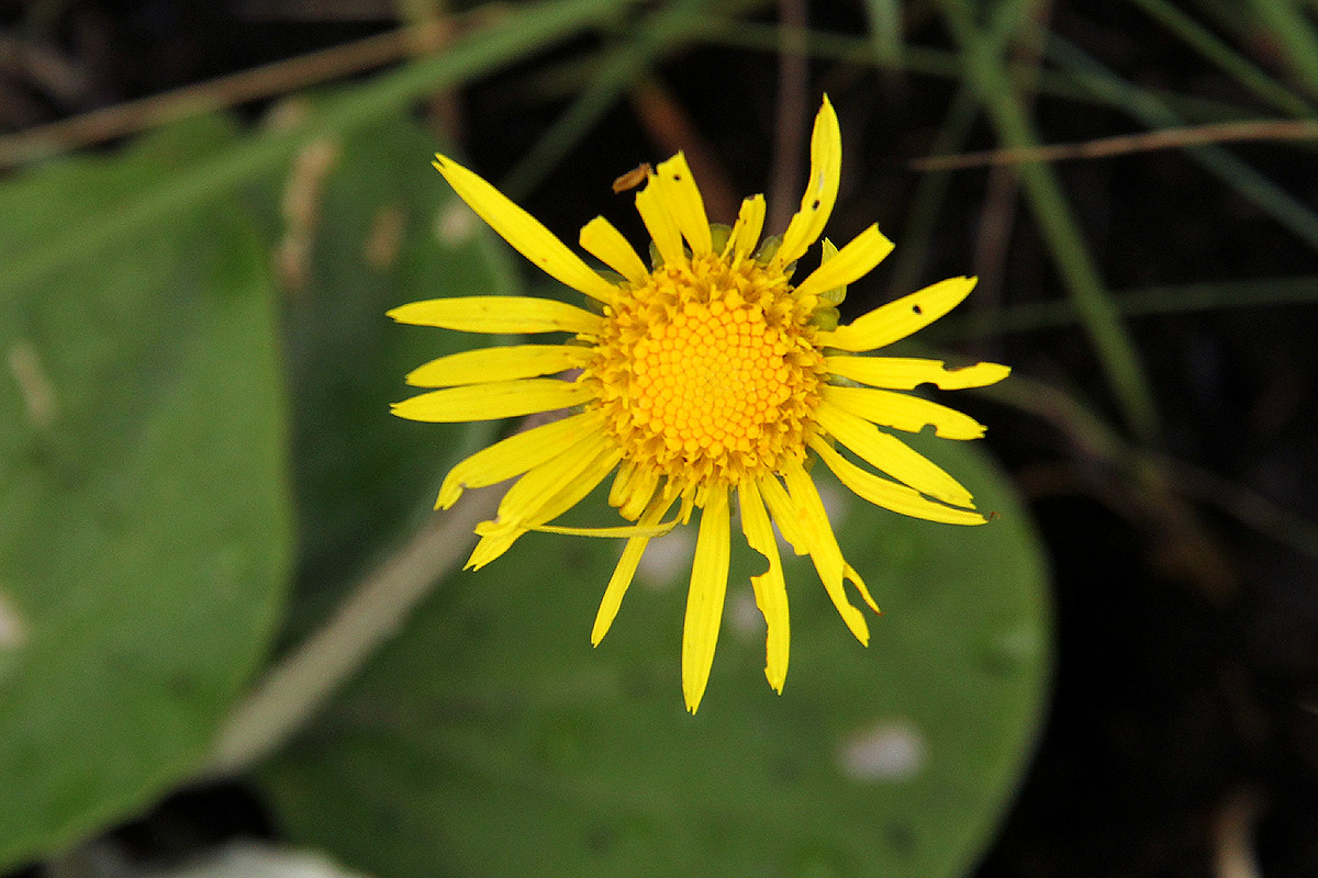 Haplocarpha scaposa Haplocarpha scaposa