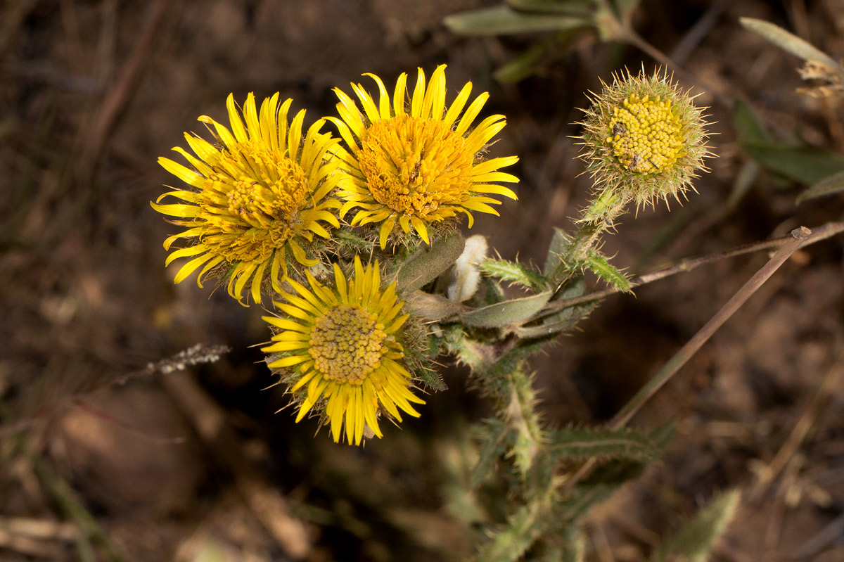 Berkheya echinacea subsp. polyacantha