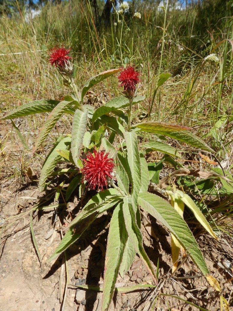 Pleiotaxis eximia subsp. eximia