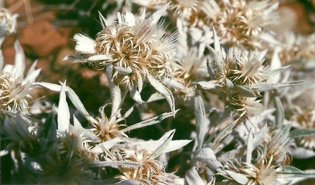 Dicoma niccolifera Dicoma niccolifera