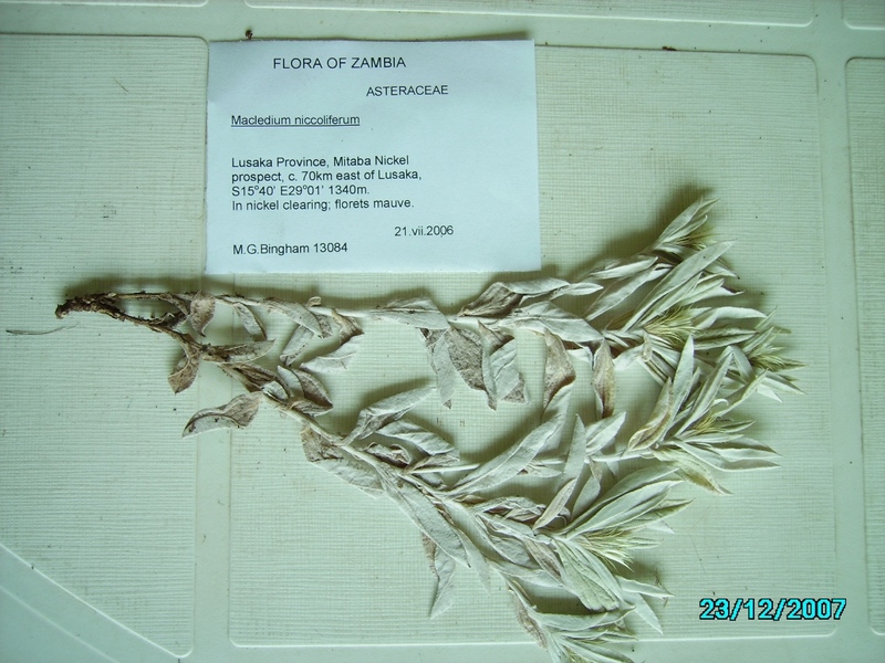 Dicoma niccolifera Dicoma niccolifera