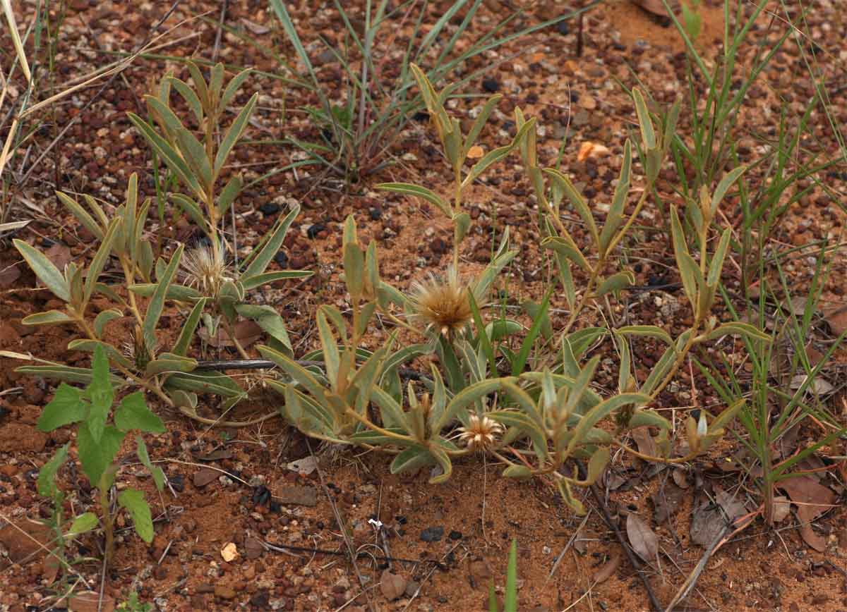 Dicoma schinzii Dicoma schinzii