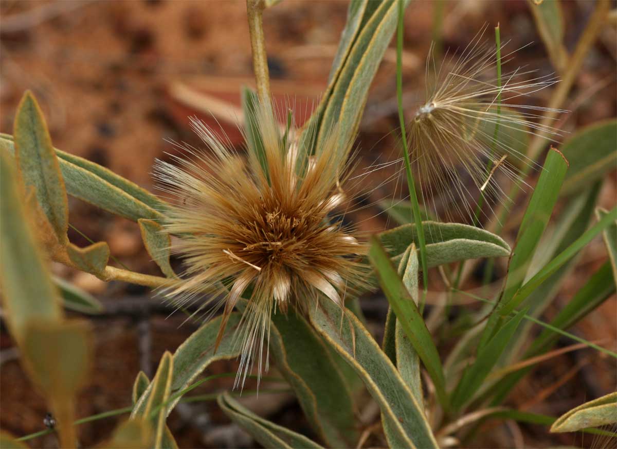 Dicoma schinzii Dicoma schinzii