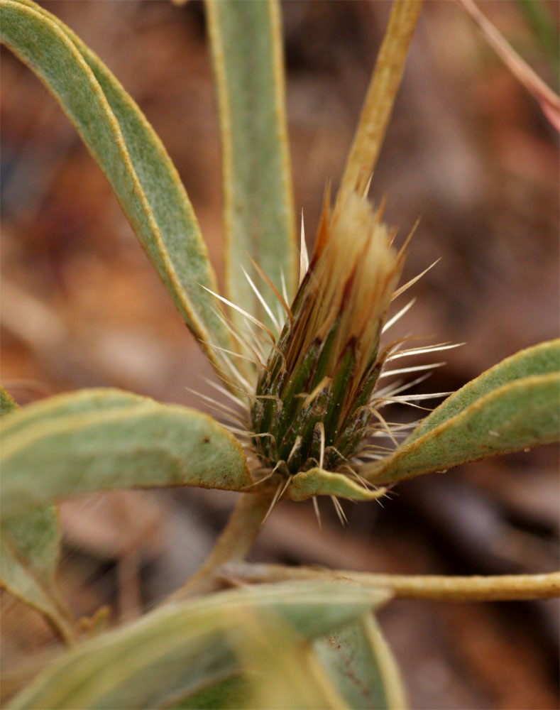 Dicoma schinzii Dicoma schinzii