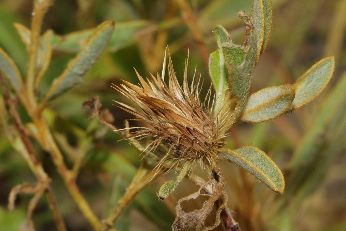 Dicoma schinzii Dicoma schinzii