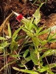 Erythrocephalum longifolium