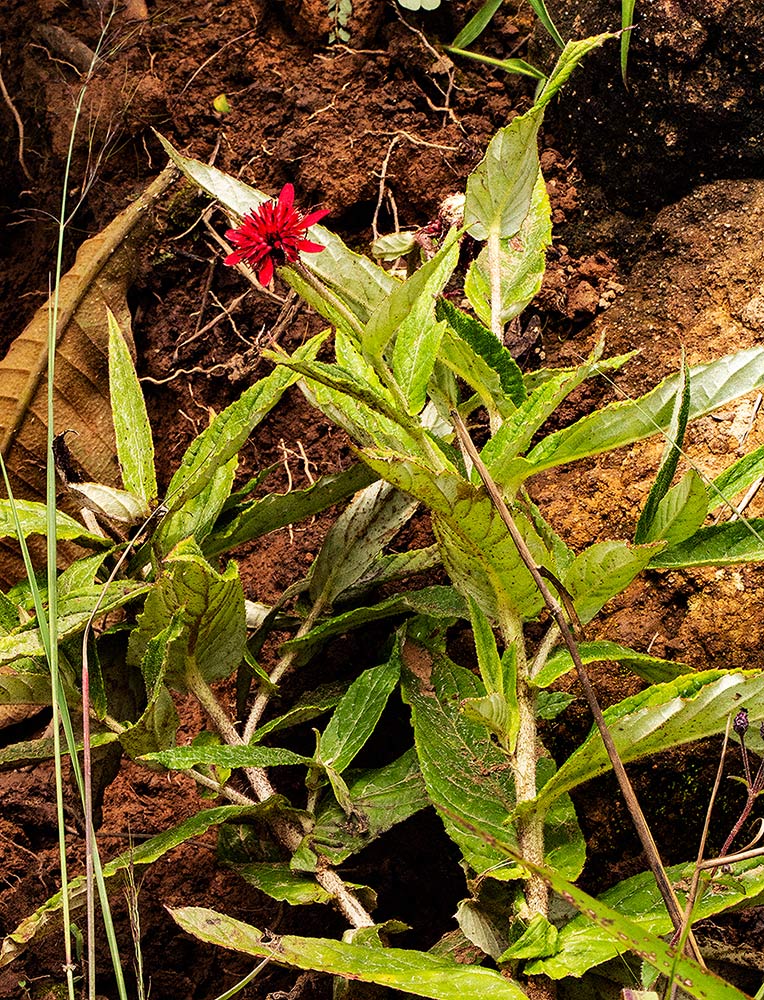 Erythrocephalum longifolium