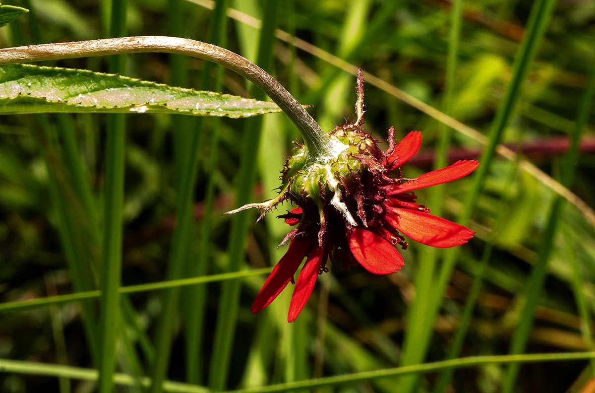 Erythrocephalum longifolium