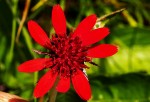 Erythrocephalum longifolium